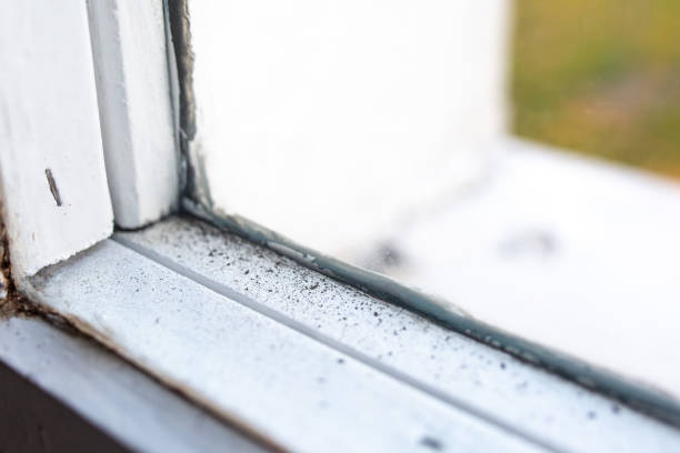 Best Comprehensive Air Testing for Mold Contaminants  in New Baltimore, MI