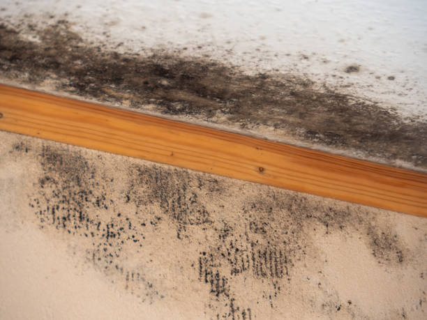 Best Attic Mold Removal  in New Baltimore, MI
