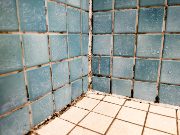 Best Mold Documentation for Insurance Claims  in New Baltimore, MI