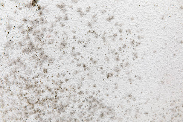 Best Mold Odor Removal Services  in New Baltimore, MI