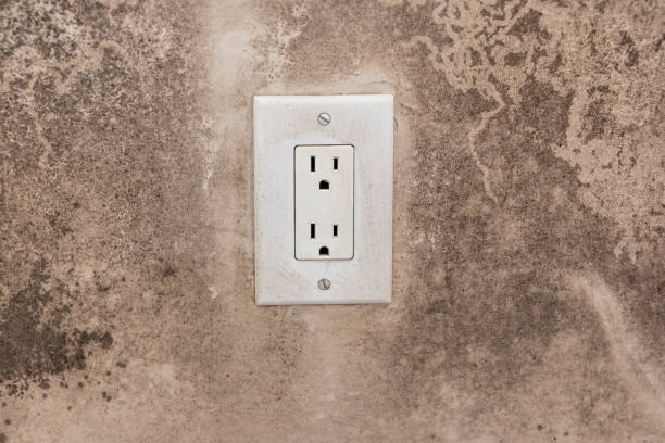 Best Basement Mold Removal  in New Baltimore, MI