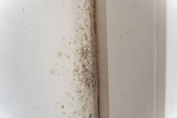 Best Environmental Consulting for Mold Prevention  in New Baltimore, MI