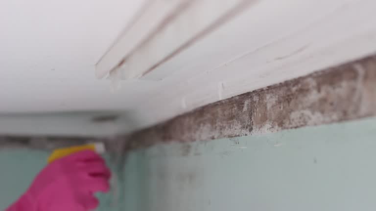 Best Post-Construction Mold Inspection  in New Baltimore, MI